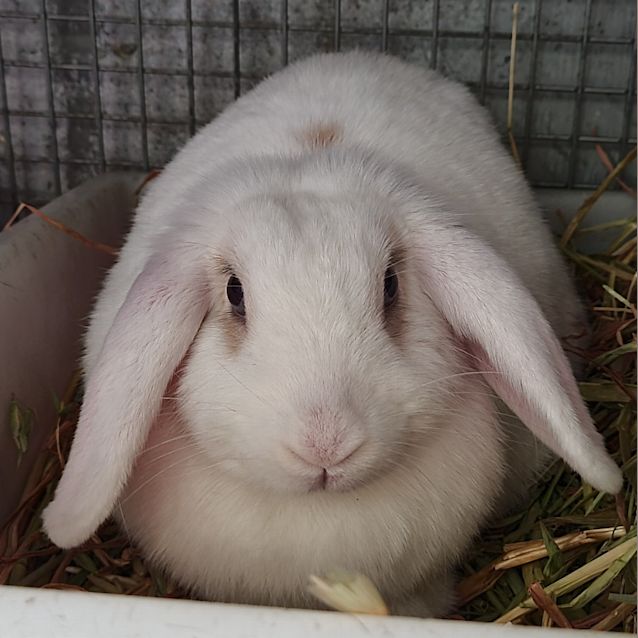 Photo of Bell