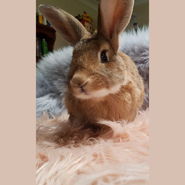 Photo of Rama And Kali