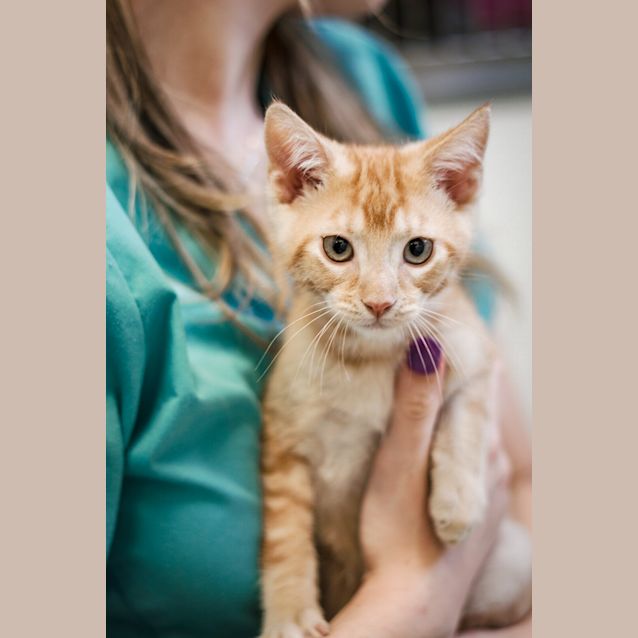 Photo of Lilo & Stitch