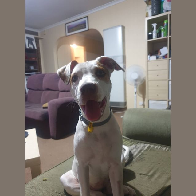 Photo of Poppy