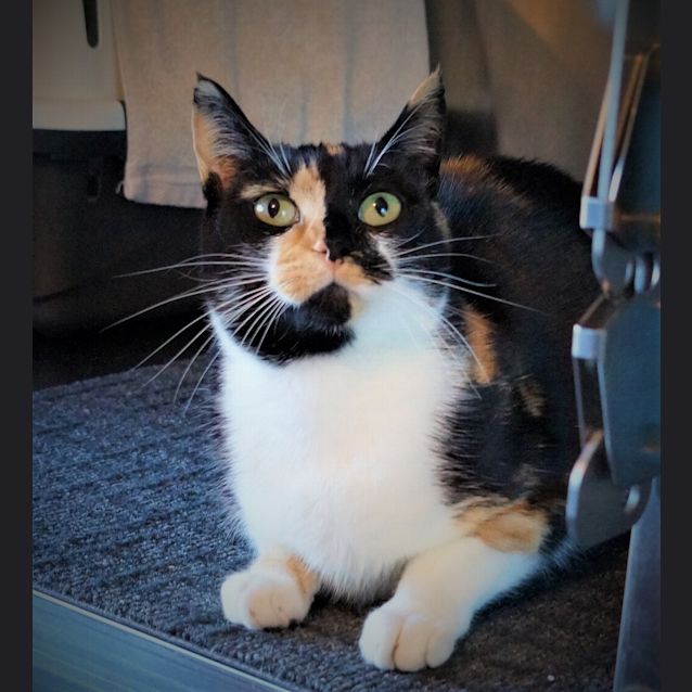 Photo of Pearl
