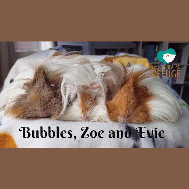 Photo of Bubbles, Zoe And Evie