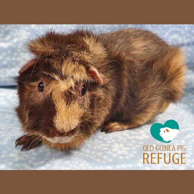 Photo of Peanut