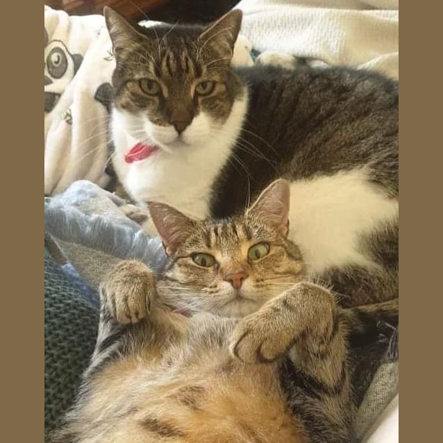 Photo of Little Puss