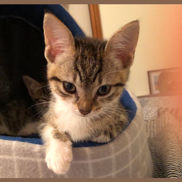 Photo of Asha