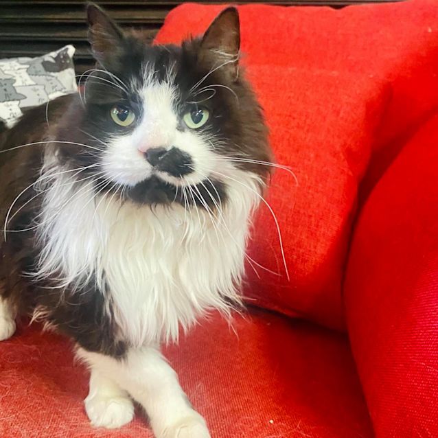 Photo of Billy   Located In Preston