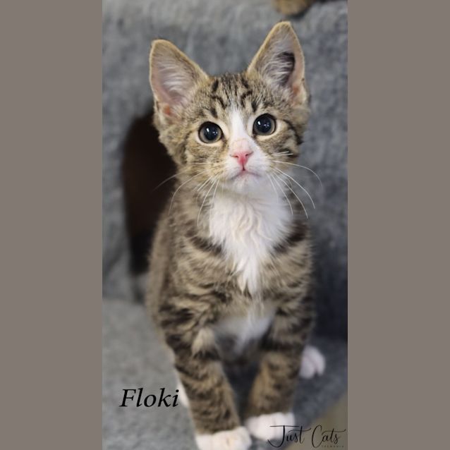 Photo of Floki