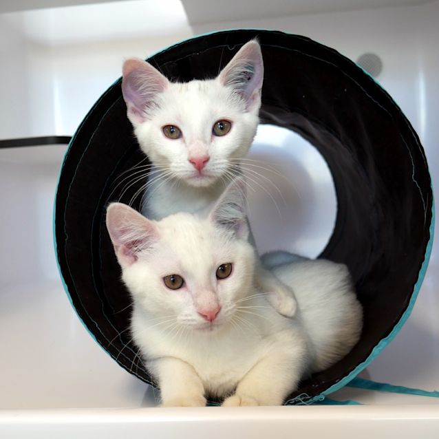 Photo of Pumba & Nala Stk006037 & Stk006038