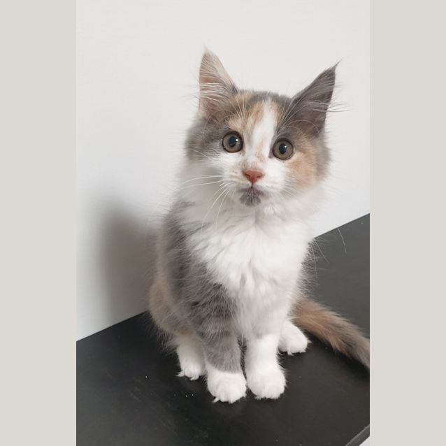 Photo of Possum(now Lolly)