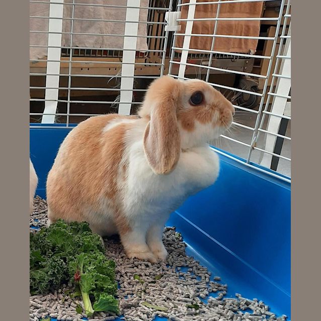 Photo of Lambo (Adoption Pending)
