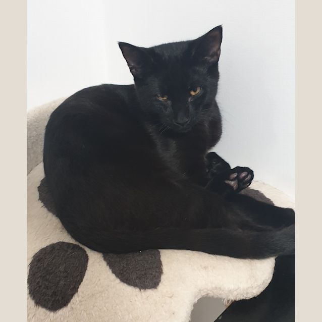 Photo of Blackbean