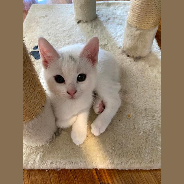 Photo of Maya 