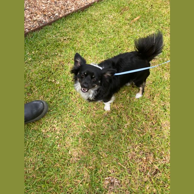 Photo of Boomer & Sonic 