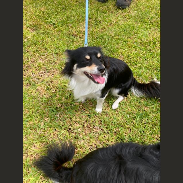 Photo of Sonic And Boomer! On Hold