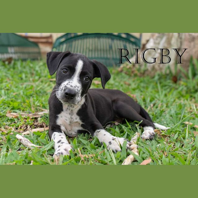 Photo of Rigby