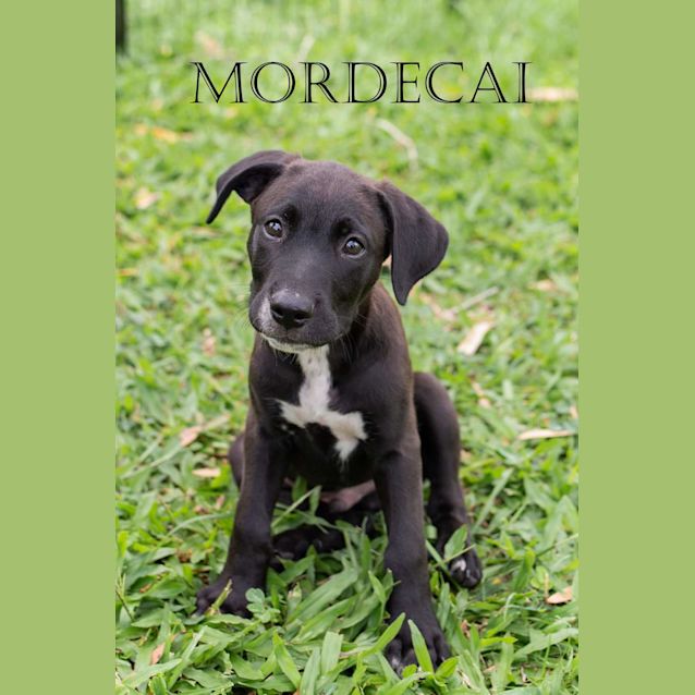 Photo of Mordecai