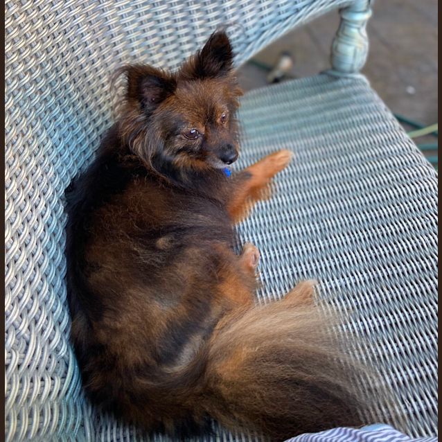 Photo of Ruby