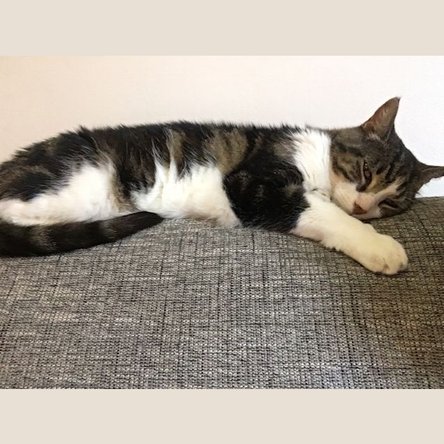 Photo of Rupert And Siena   Located In Brunswick