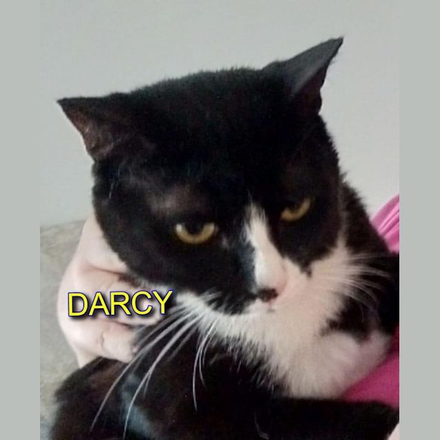 Photo of Darcy 
