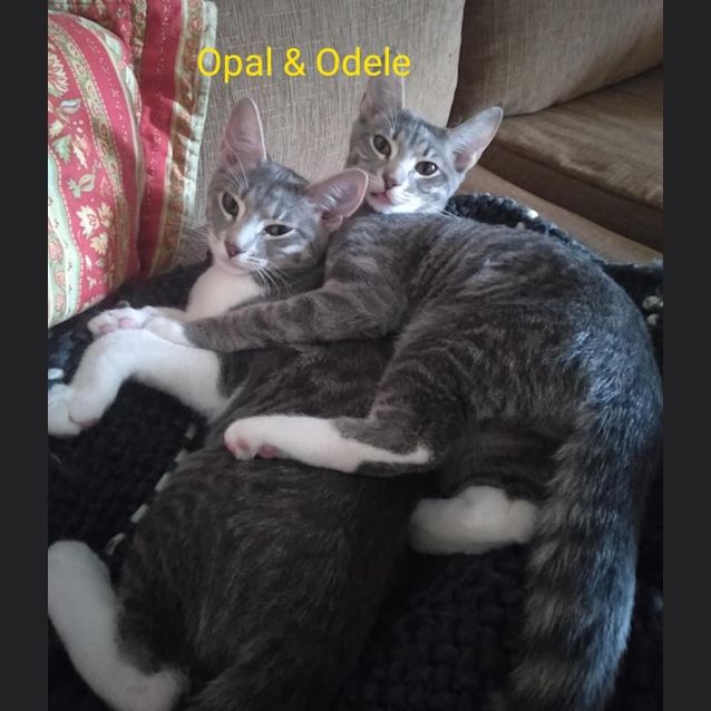 Photo of Odele