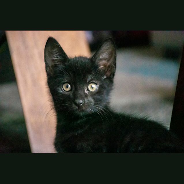 Photo of James ^Dandy Cat Rescue^