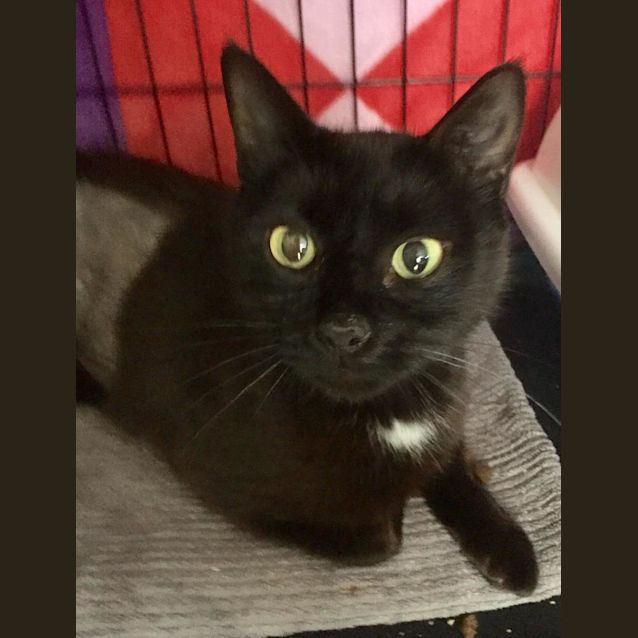 Photo of Idgy Squidgy The Sleek House Panther