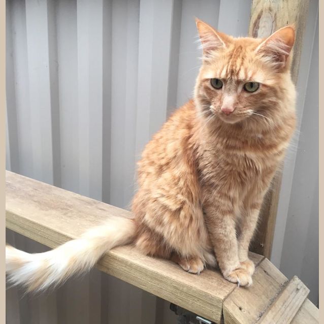 Photo of Felicia The Floof Queen!