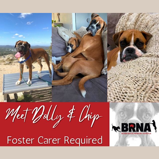 Photo of Dolly & Chip