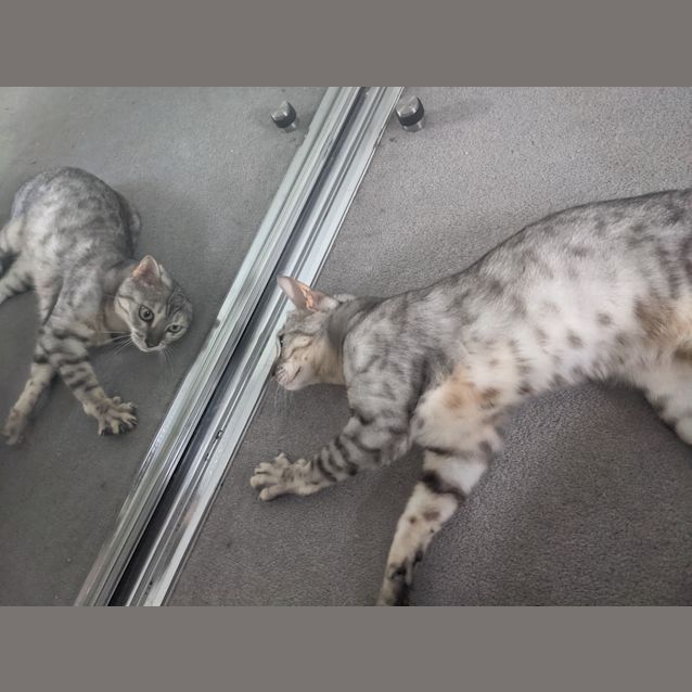 Photo of Luna