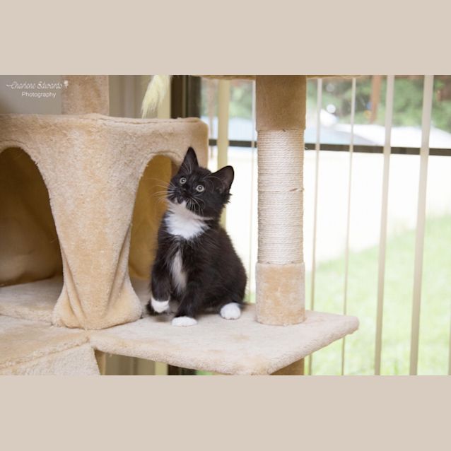 Photo of Bonnie & Clyde ~ 10 Week Old Kittens