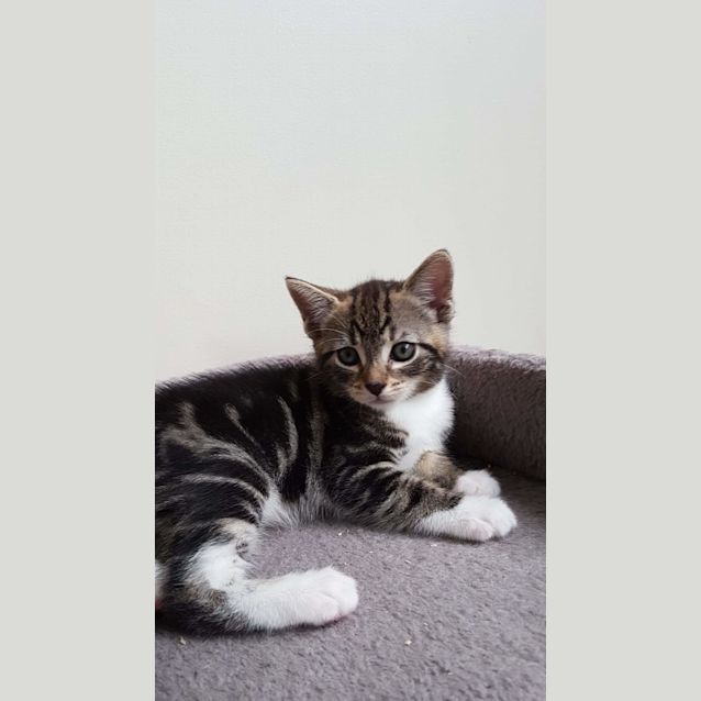 Photo of Tango 