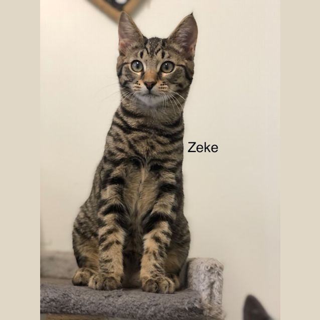 Photo of Zeke (Petstock)