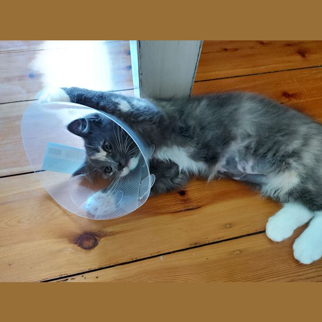 Photo of Frankie