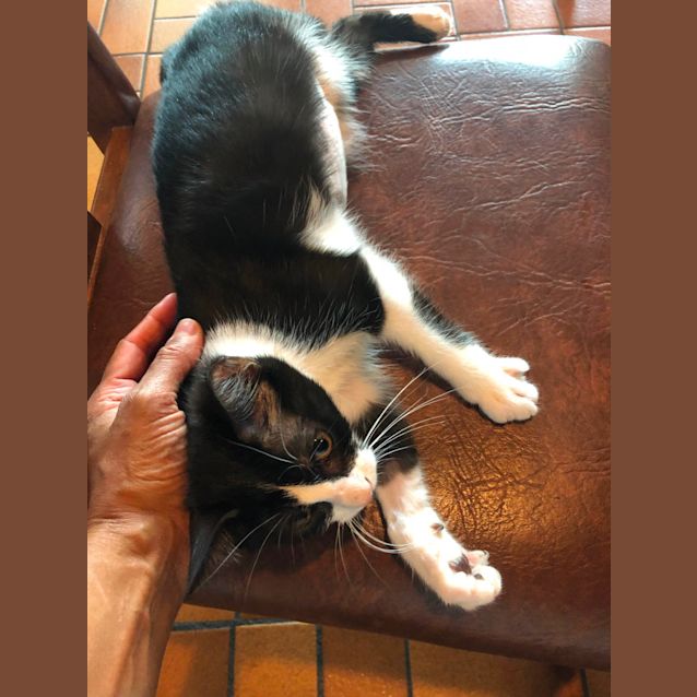 Photo of Rose   Located In Eltham