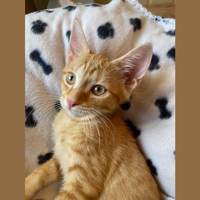 Photo of Hux 