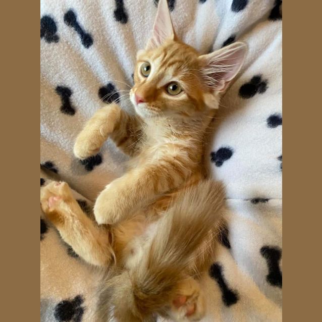 Photo of Sheeran 