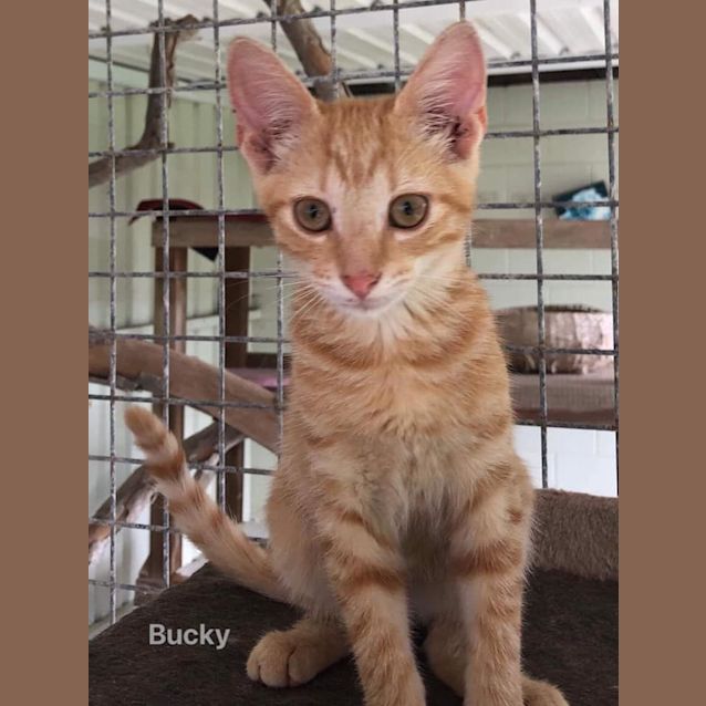 Photo of Bucky