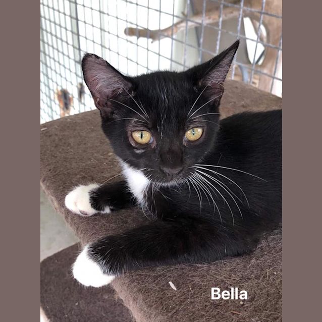 Photo of Bella