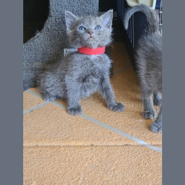 Photo of Viper