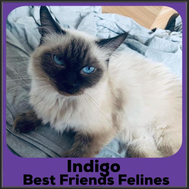 Photo of Indigo