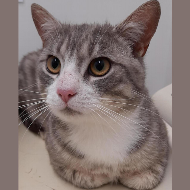 Photo of Sox (Adoption Pending)