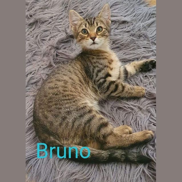 Photo of Bruno
