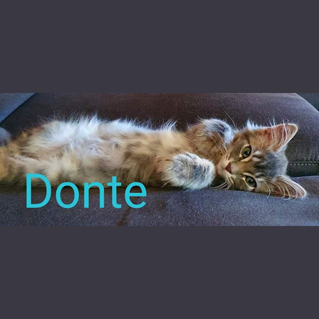 Photo of Donte