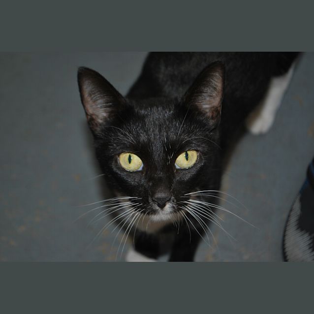 Photo of Cherry