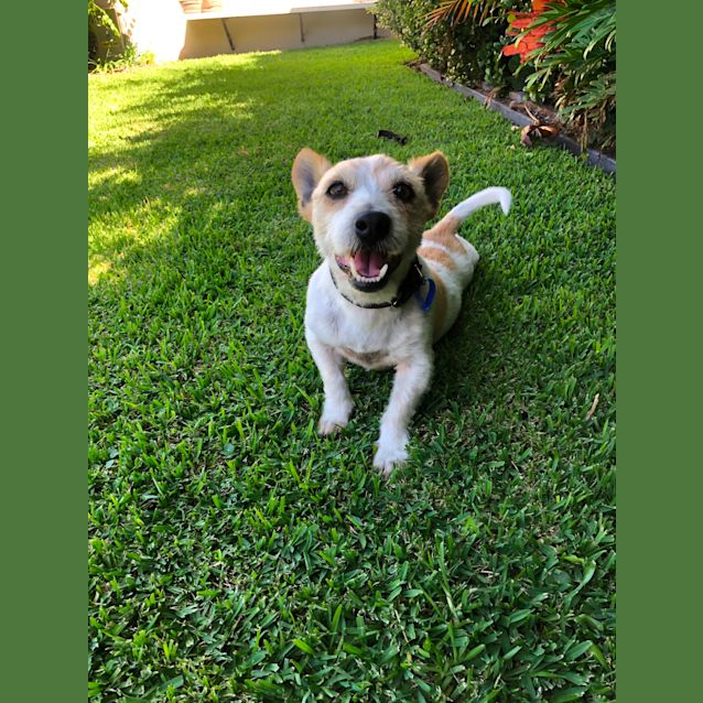 Photo of Bentley ~ 8yr Old Mini Foxie X (On Trial 02/03/21)