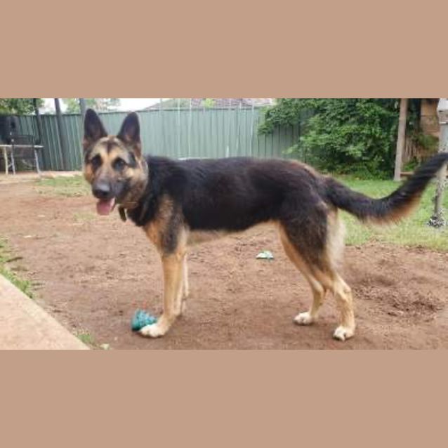 Photo of Luna   Meet And Greet Organised