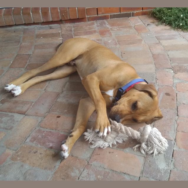 Photo of Bruno ~ 9mth Mastiff X Ba (On Trial 11/3/21)