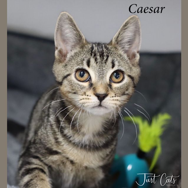 Photo of Caesar (Petstock)