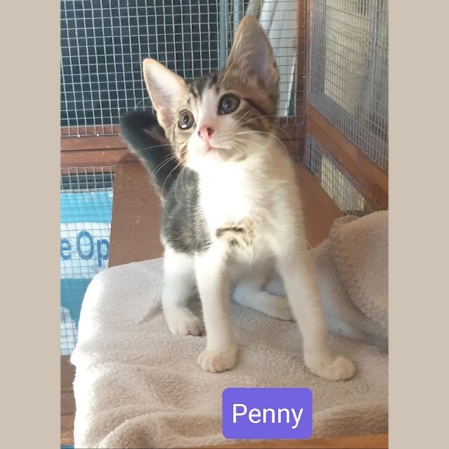 Photo of Penny