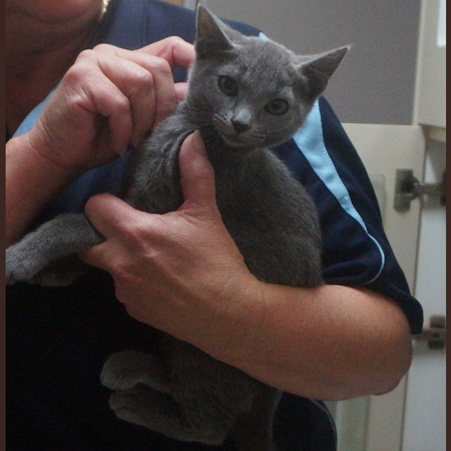 Photo of Diva